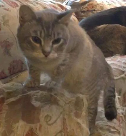 Lost cat in Lancaster, KY, 40444