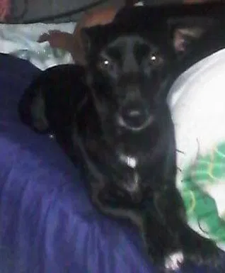 Lost dog in Plant City, FL, 33563