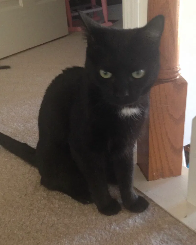 Lost cat in Alpharetta, GA, 30005