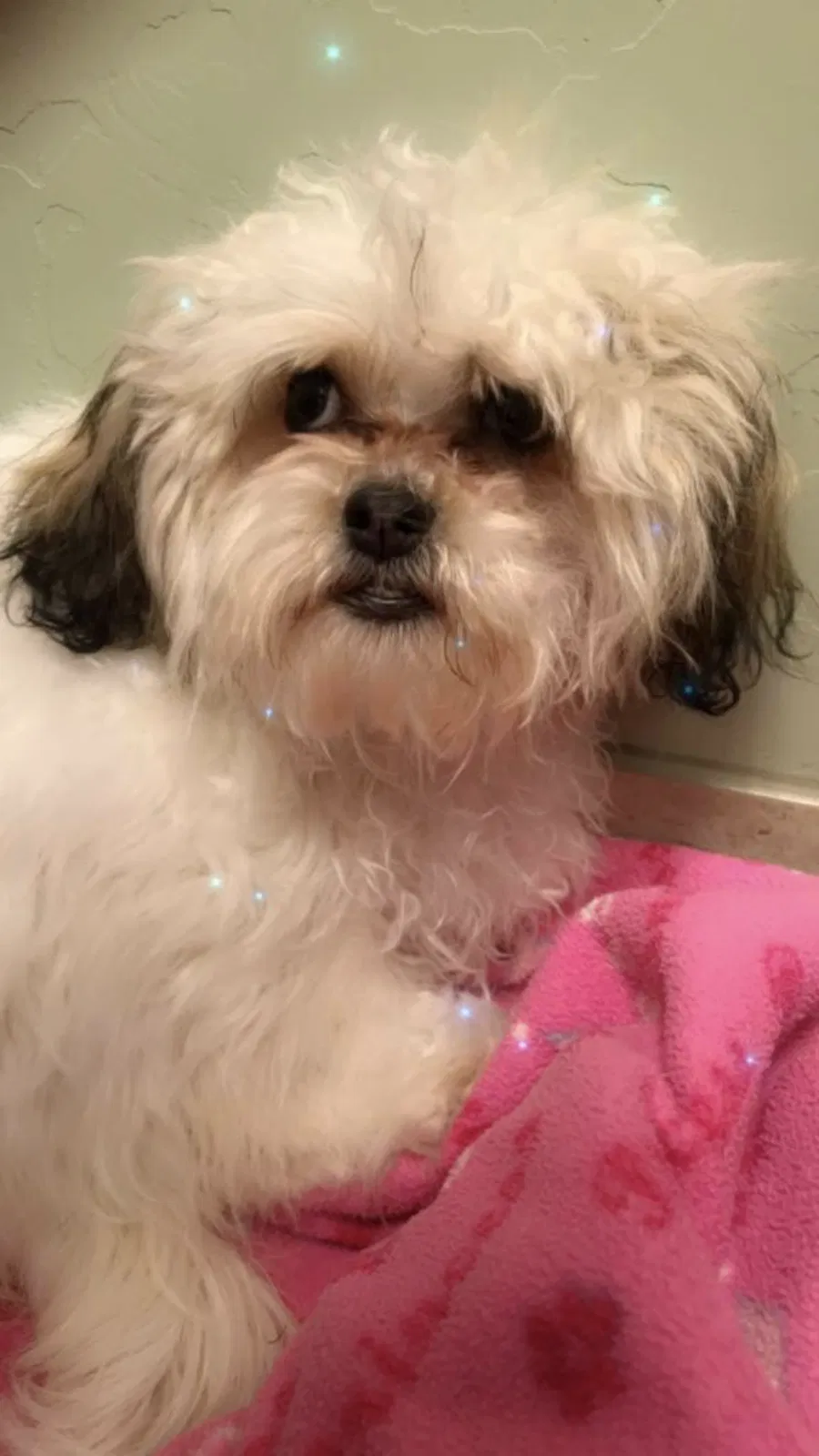 Lost dog in Tucson, AZ, 85714