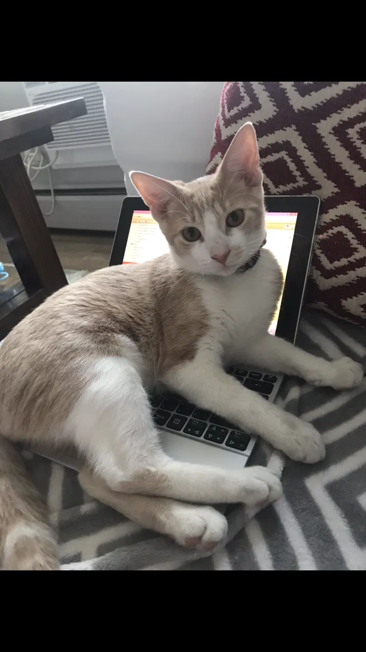 Lost cat in Schiller Park, IL, 60176