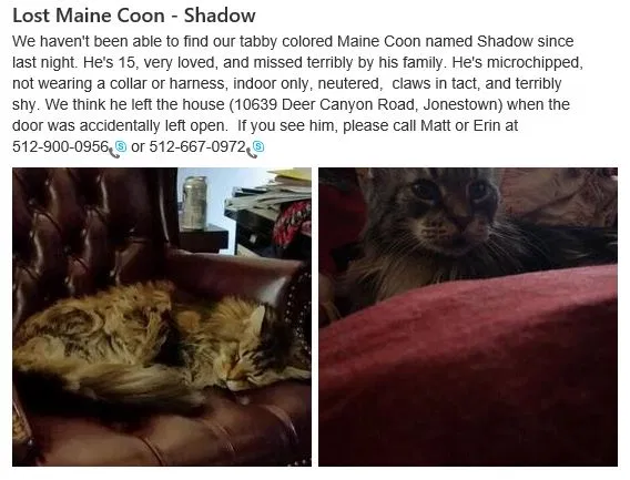 Lost cat in Leander, TX, 78645