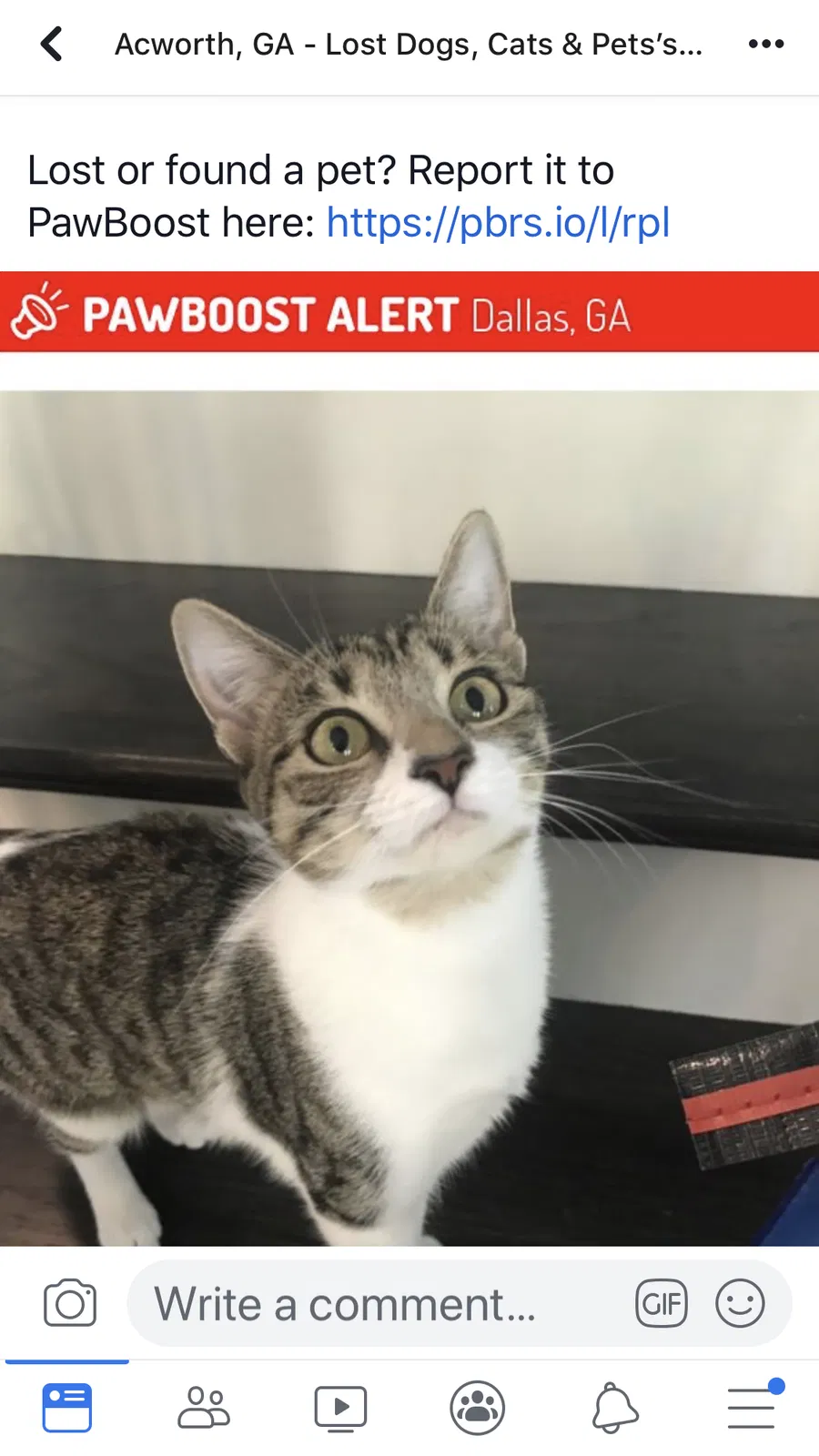 Lost cat in Dallas, GA, 30132