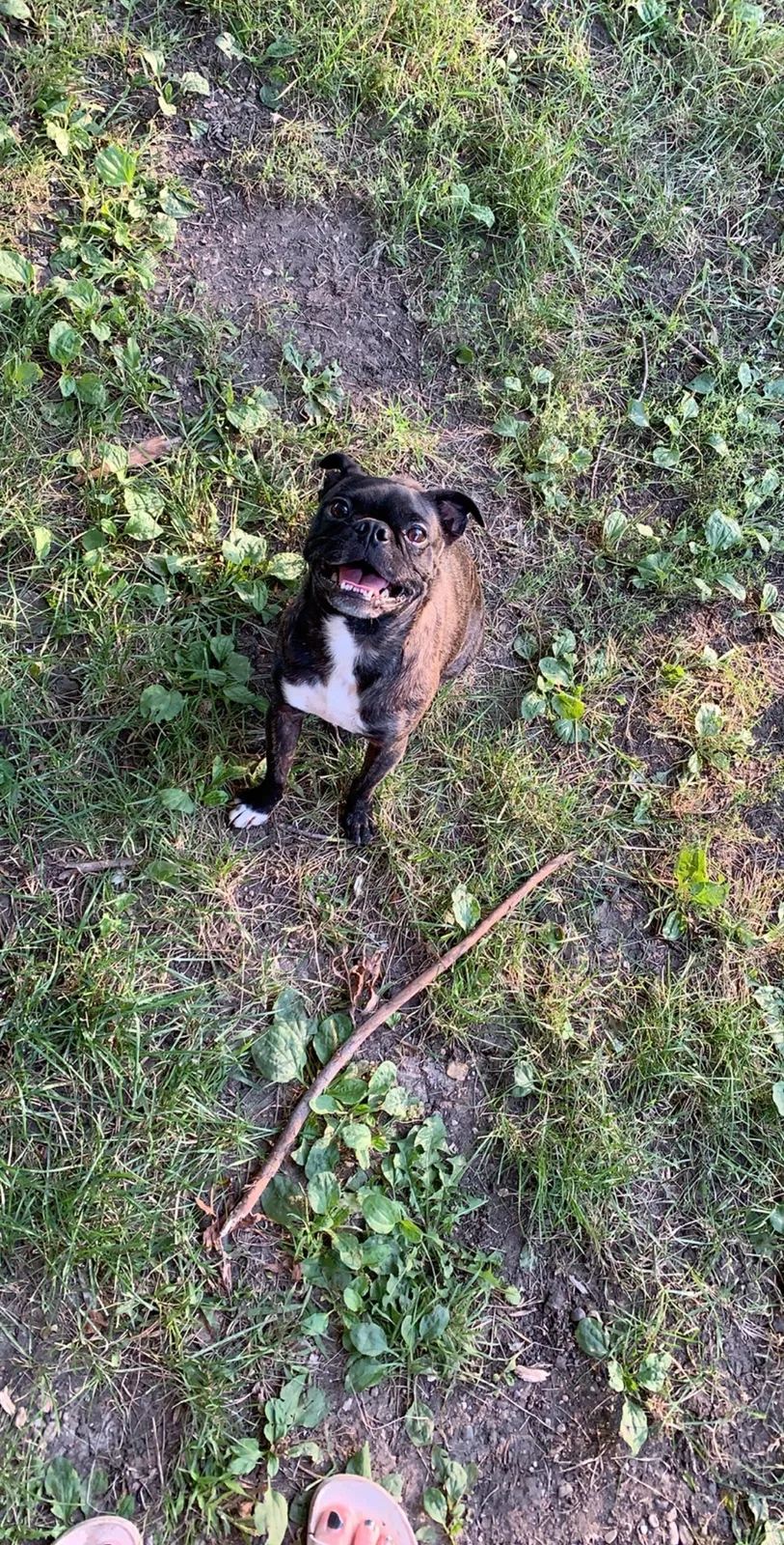 Lost dog in Rock Rapids, IA, 51246