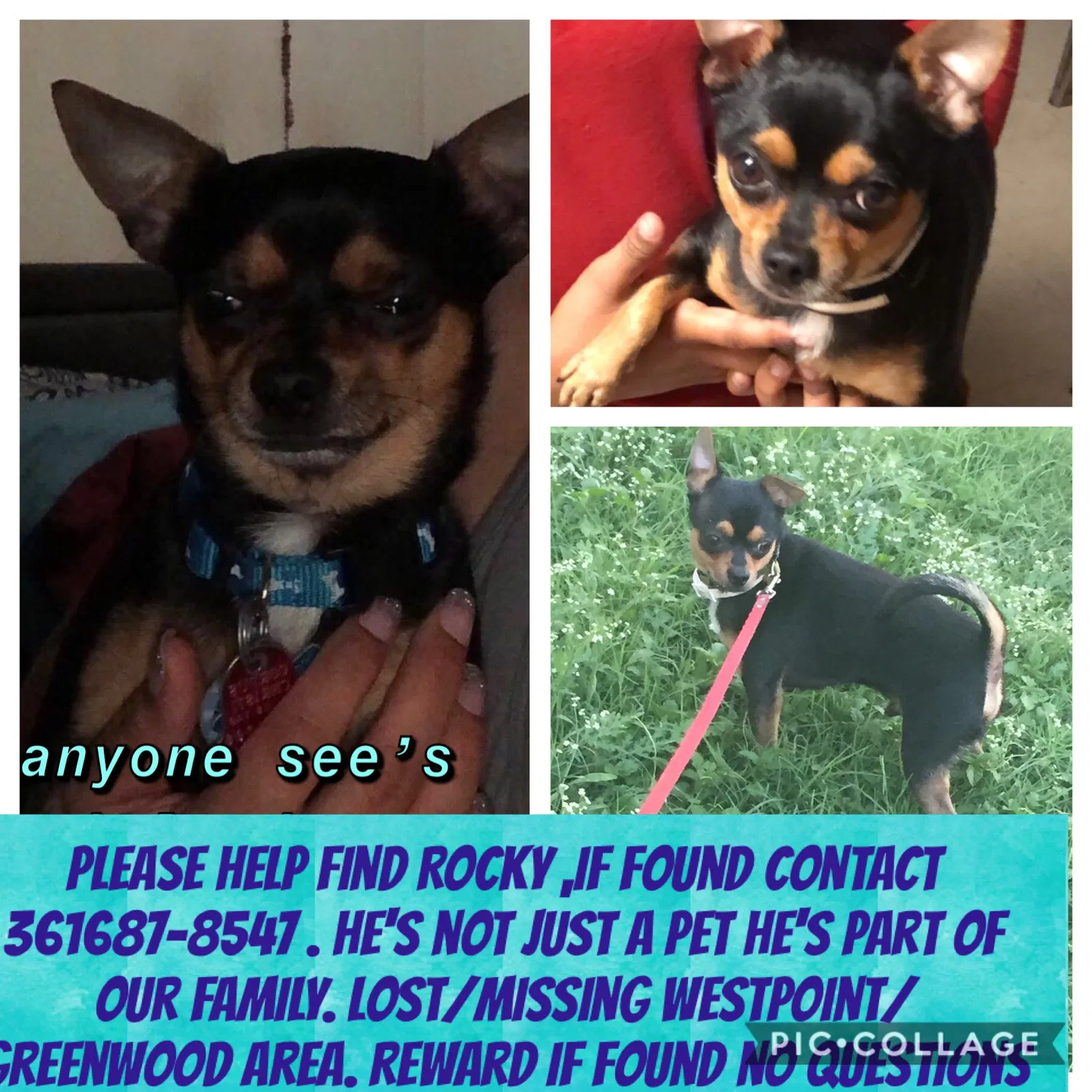 Lost dog in Corpus Christi, TX, 78416