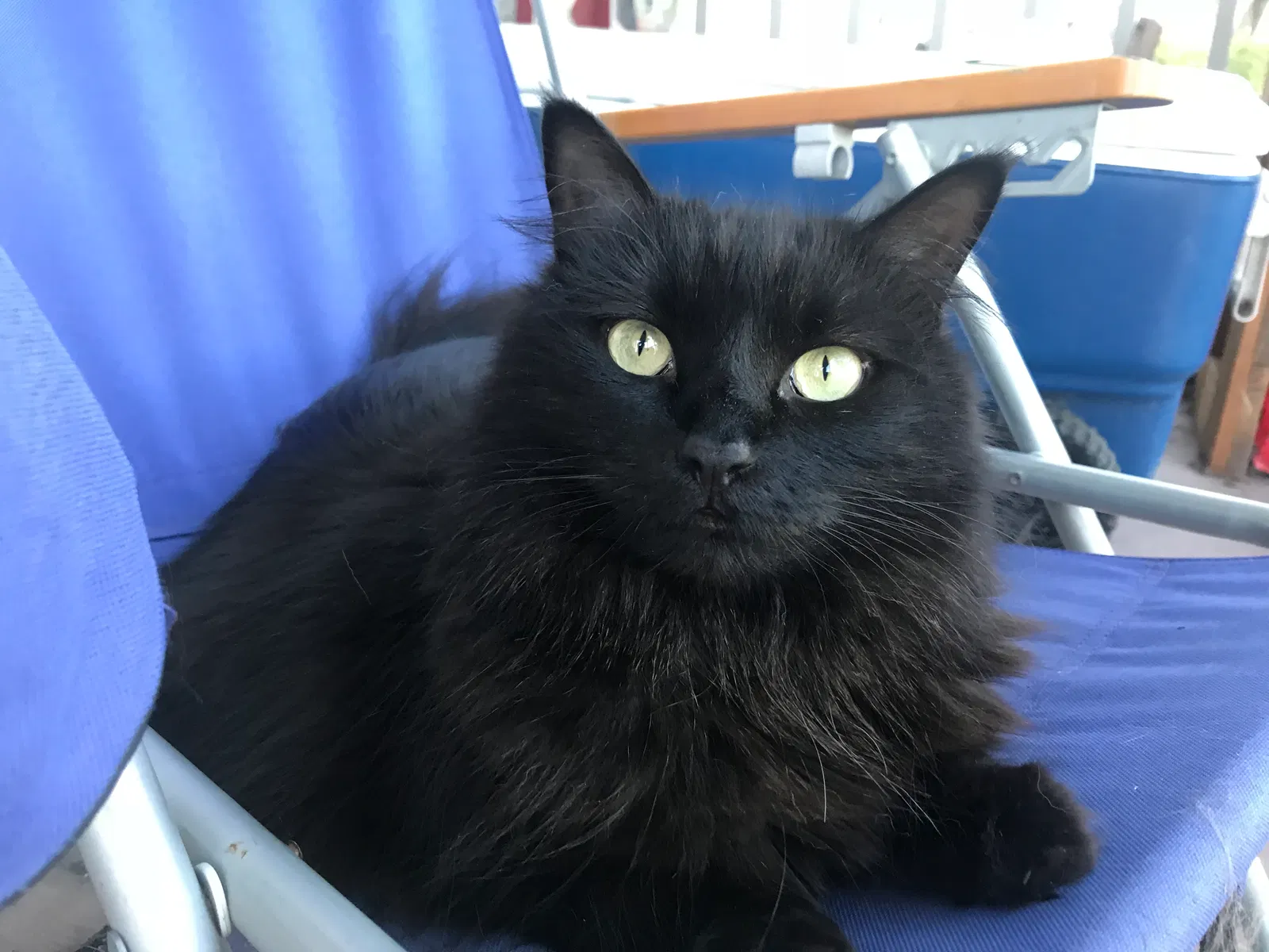 Lost cat in North Port, FL, 34288