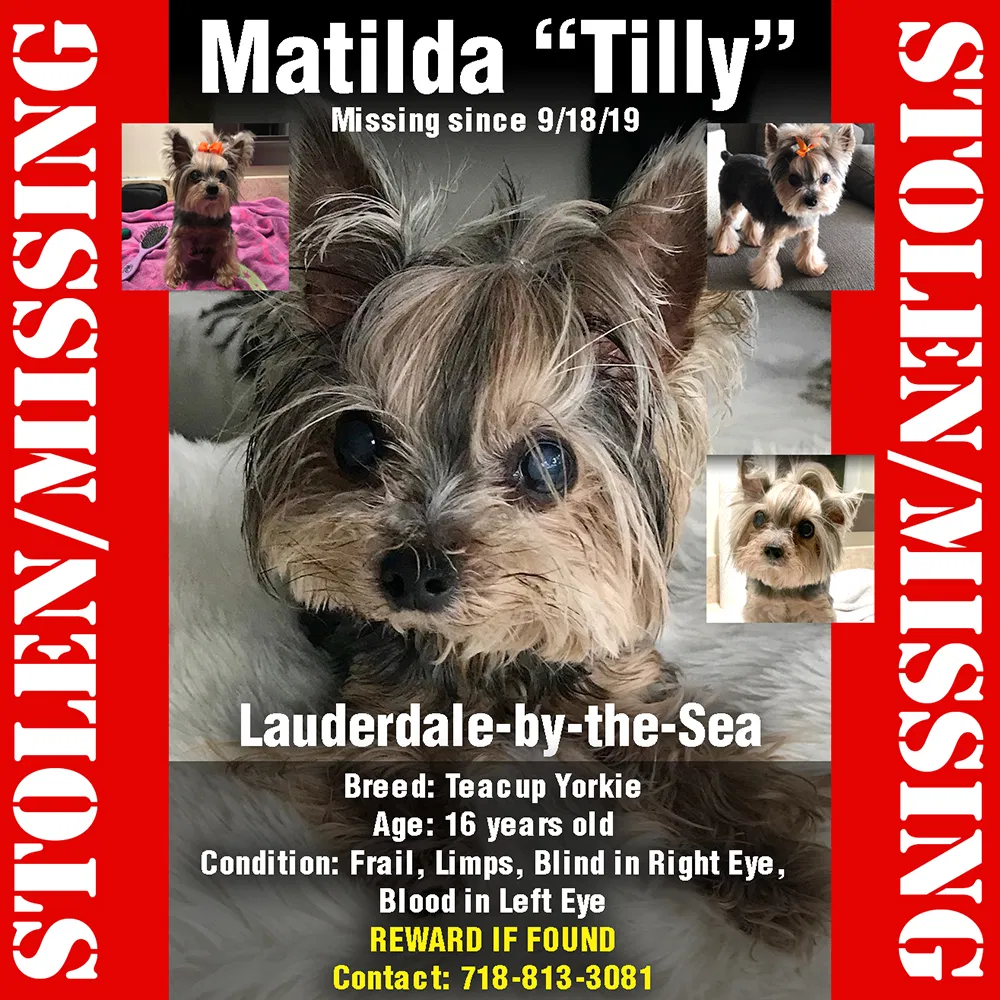 Lost dog in Fort Lauderdale, FL, 33308