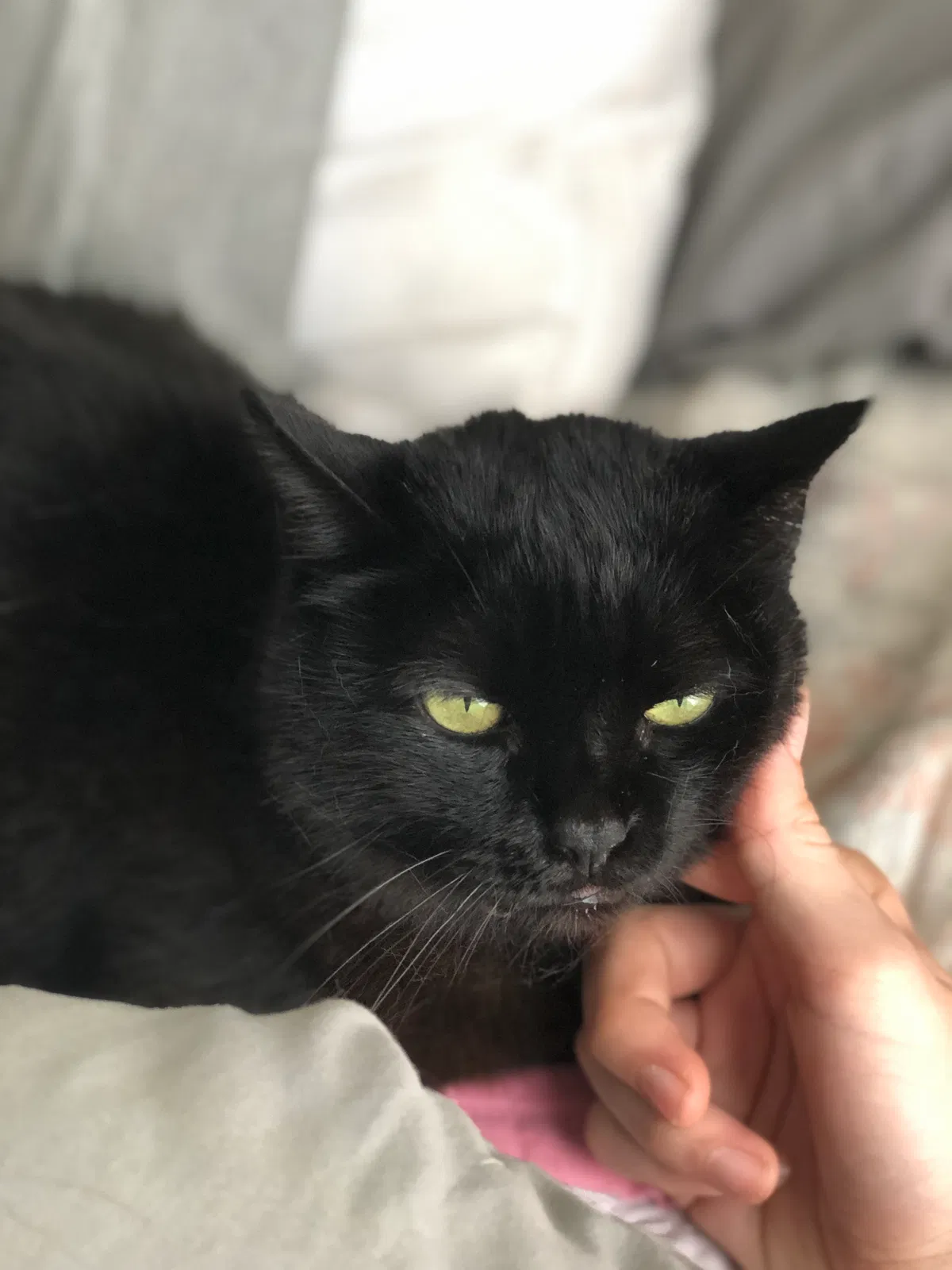 Lost cat in Asheville, NC, 28804