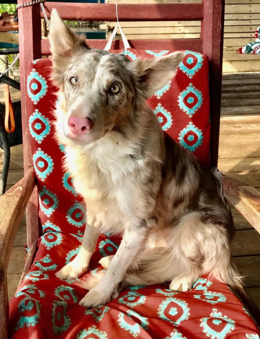 Lost dog in Asheville, NC, 28805