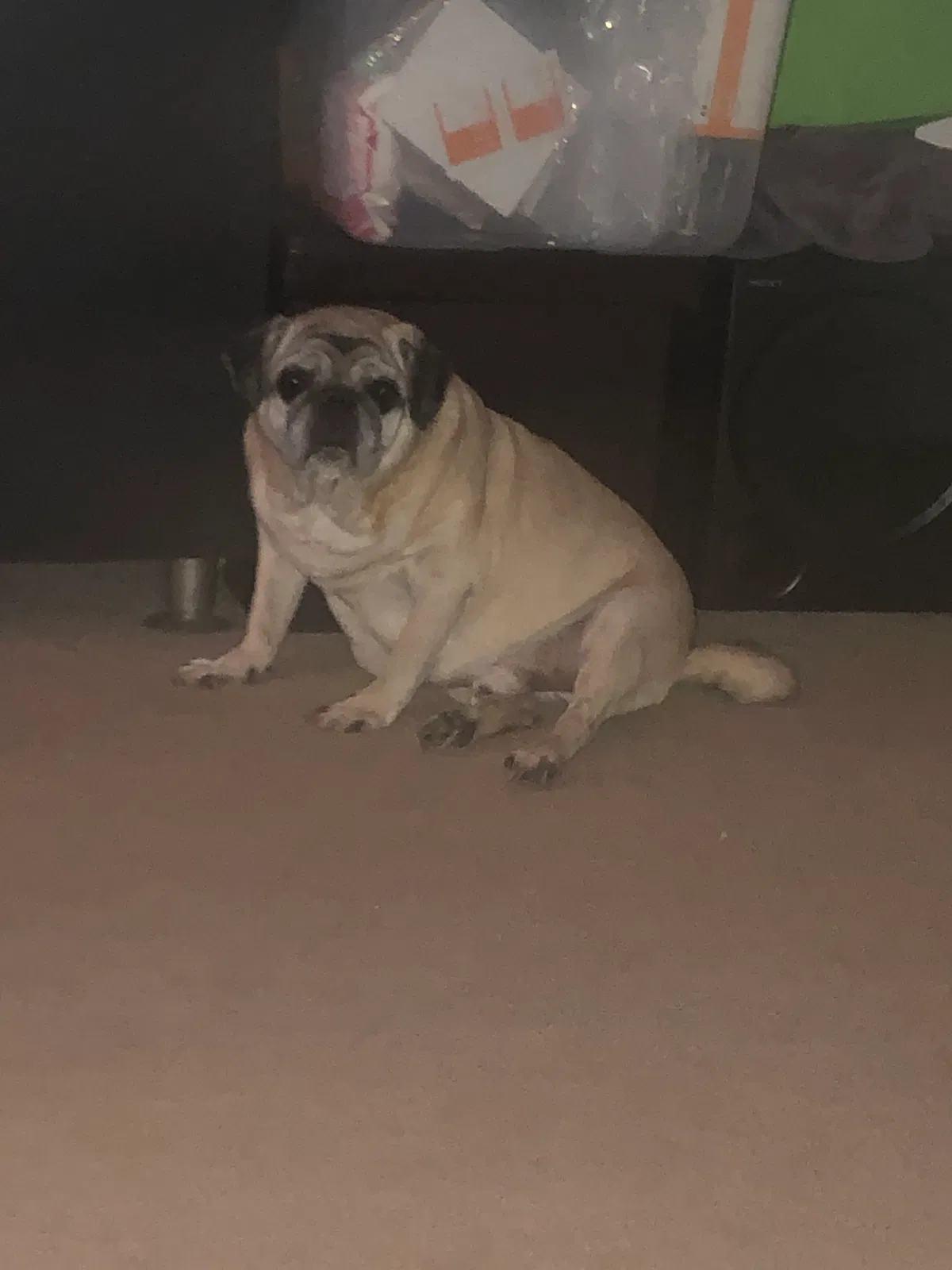 Lost dog in Wesley Chapel, FL, 33545