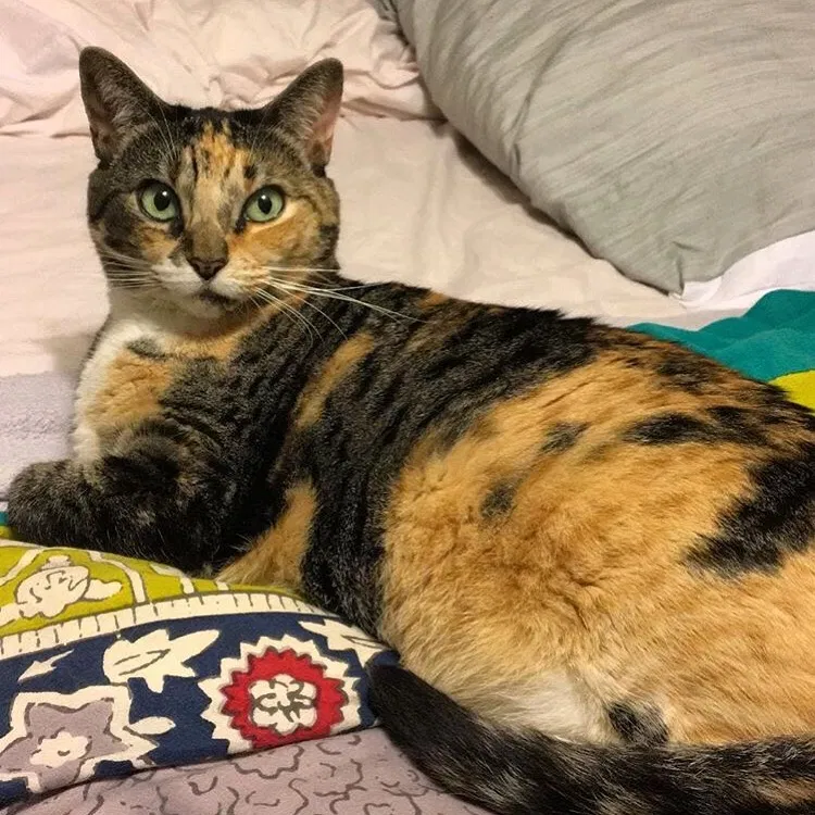 Lost cat in Tallahassee, FL, 32311