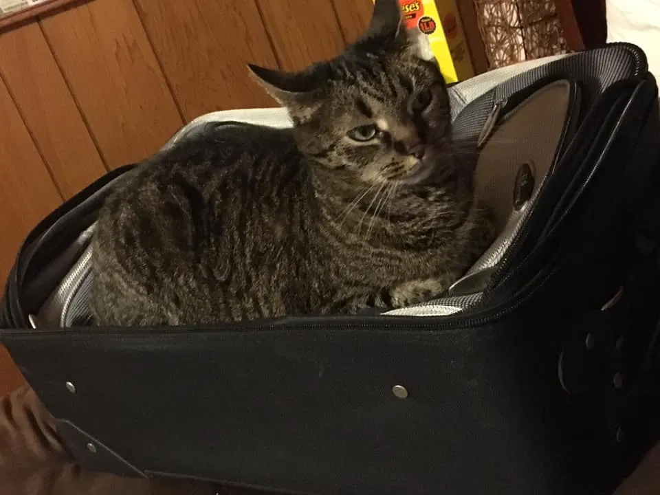 Lost cat in New Freedom, PA, 17349
