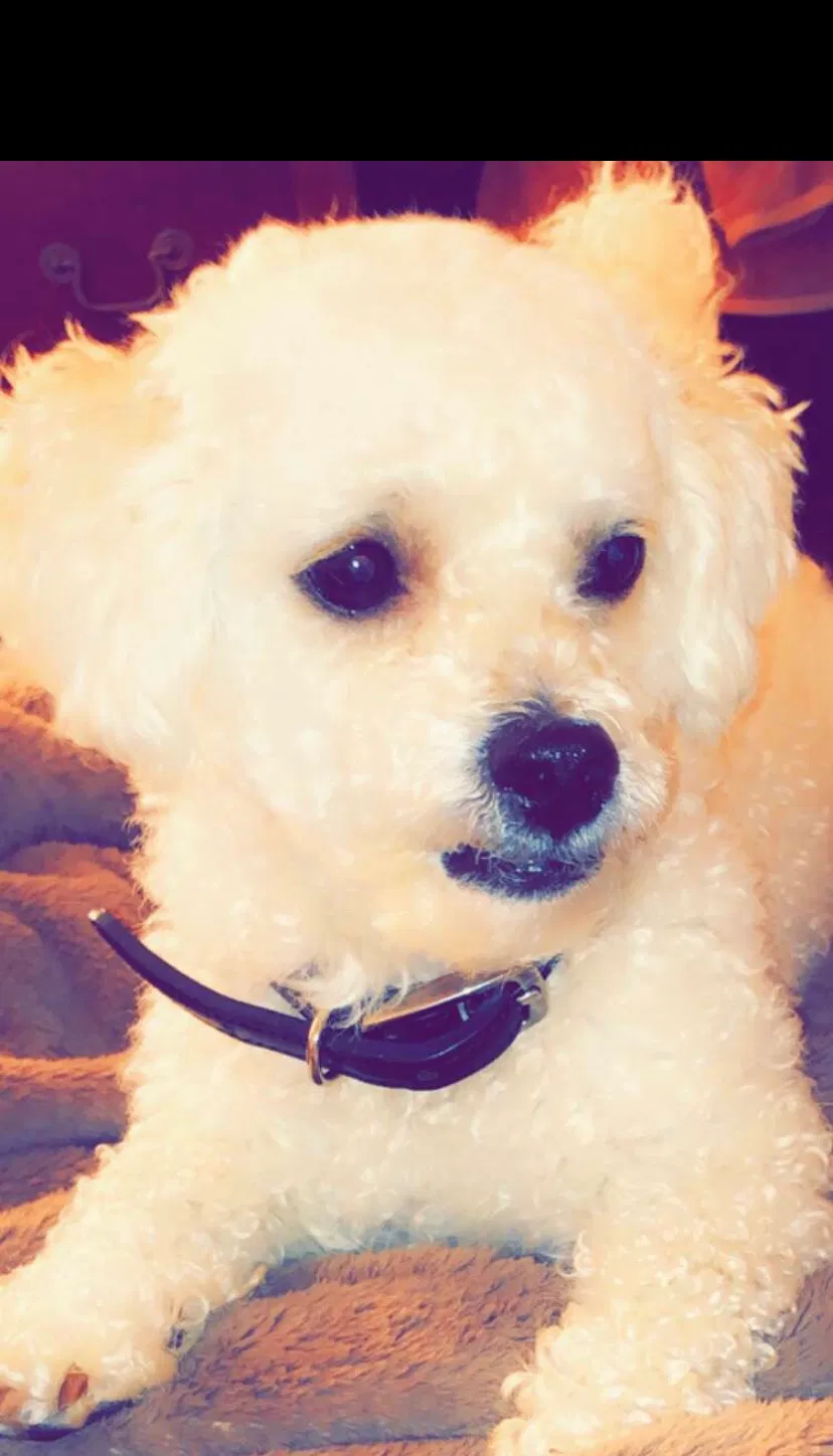 Lost dog in South San Francisco, CA, 94080