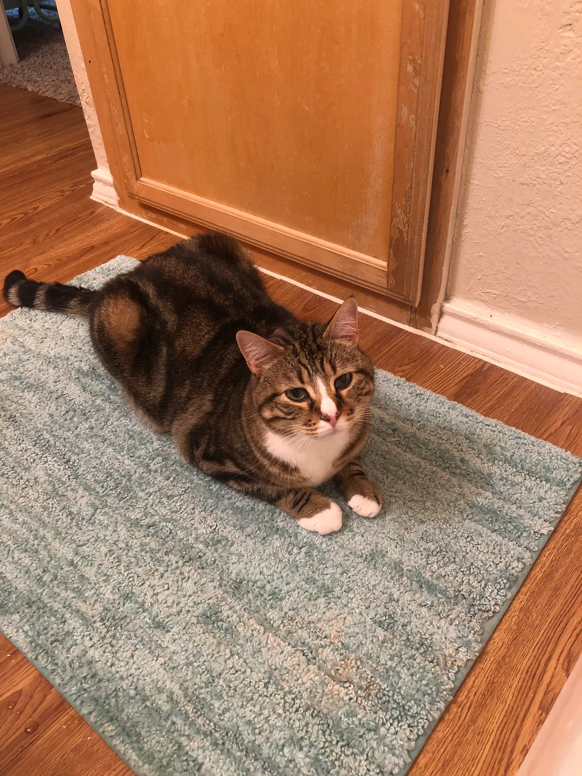 Lost cat in Cedar Park, TX, 78613