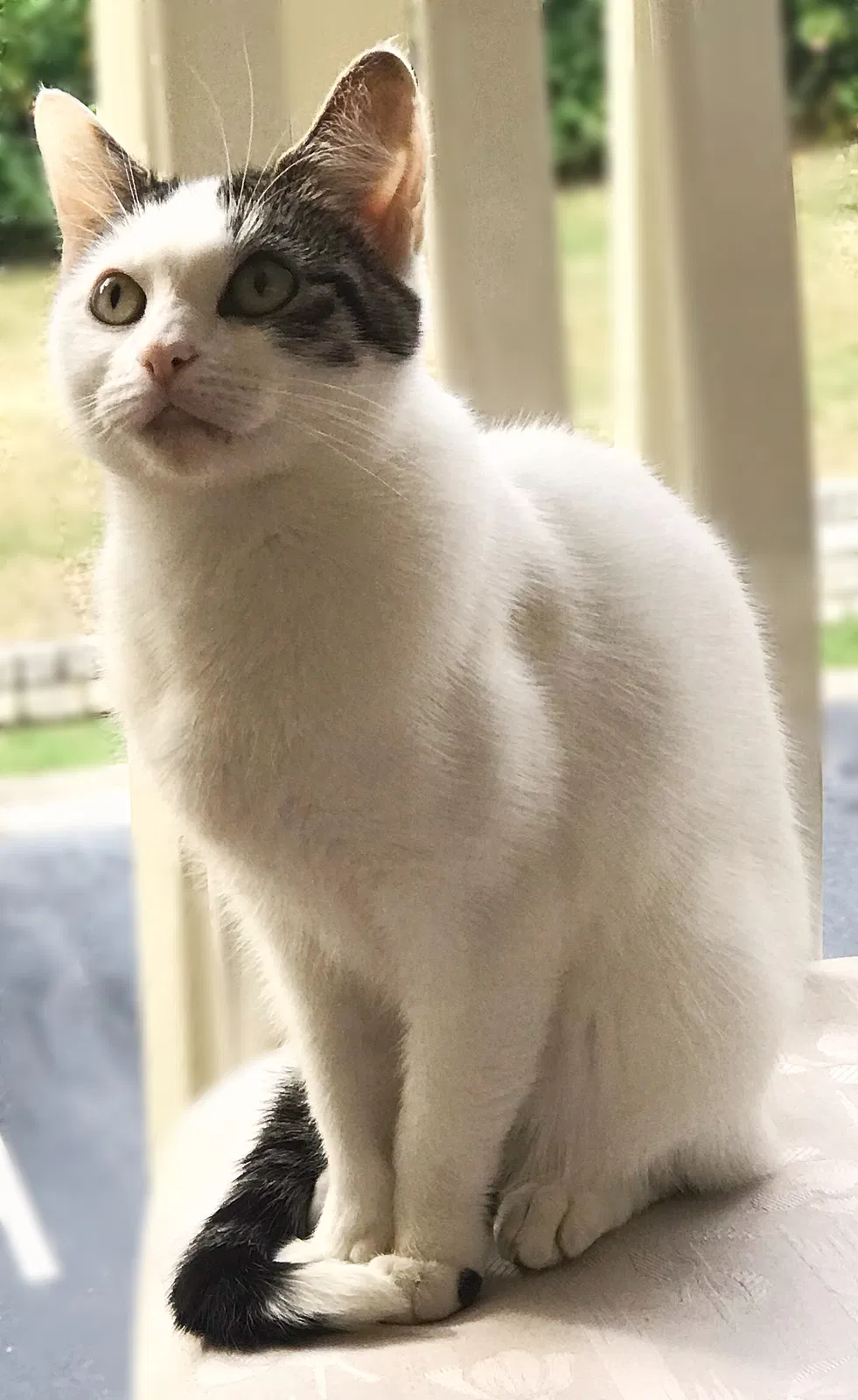 Lost cat in Lenoir City, TN, 37772