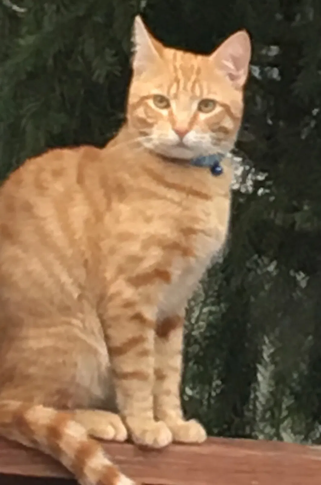 Lost cat in Oregon City, OR, 97045