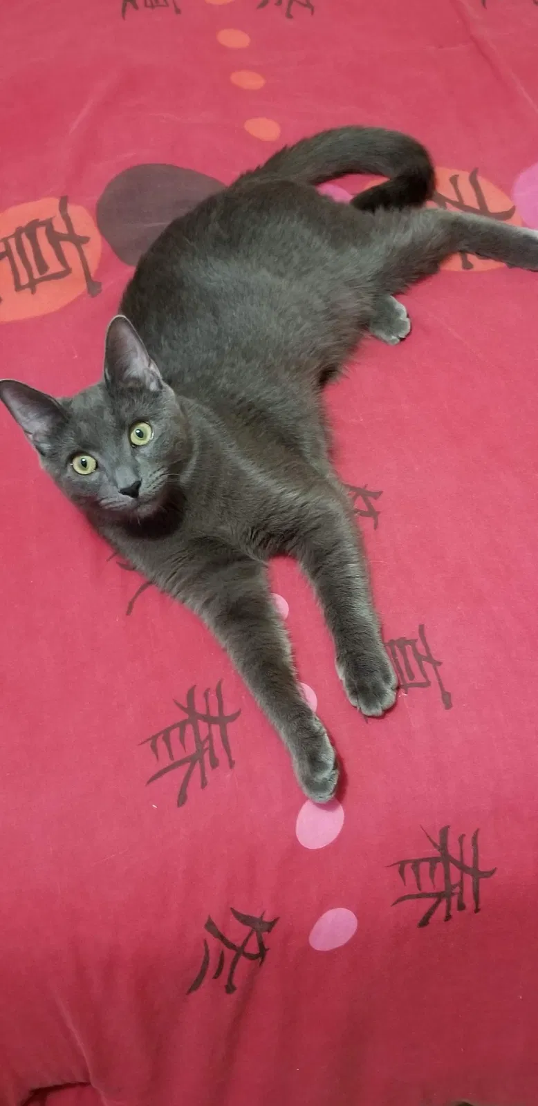 Lost cat in Bronx, NY, 10458