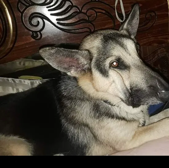 Lost dog in Gray Court, SC, 29645