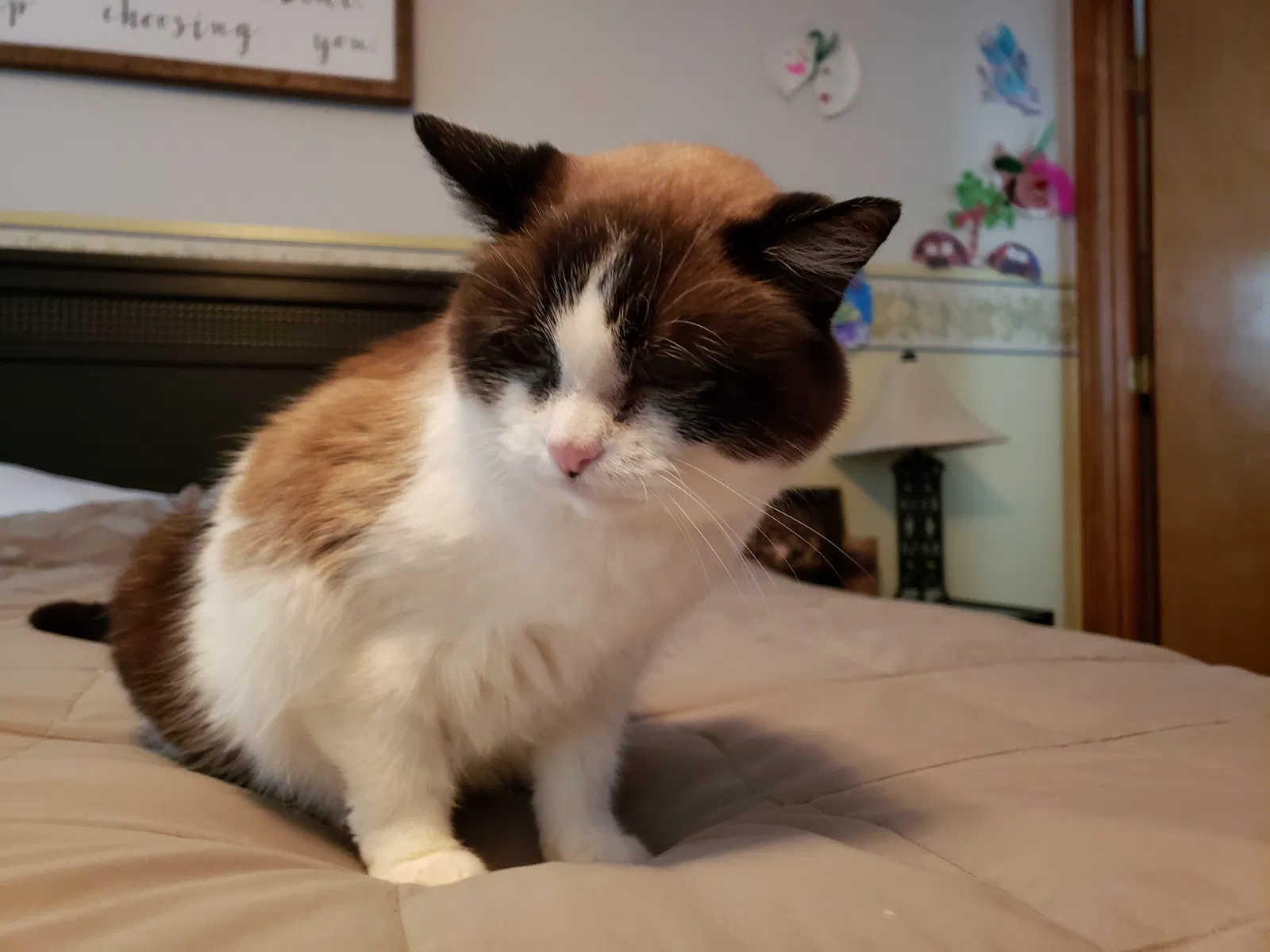 Lost cat in Columbia, MO, 65202