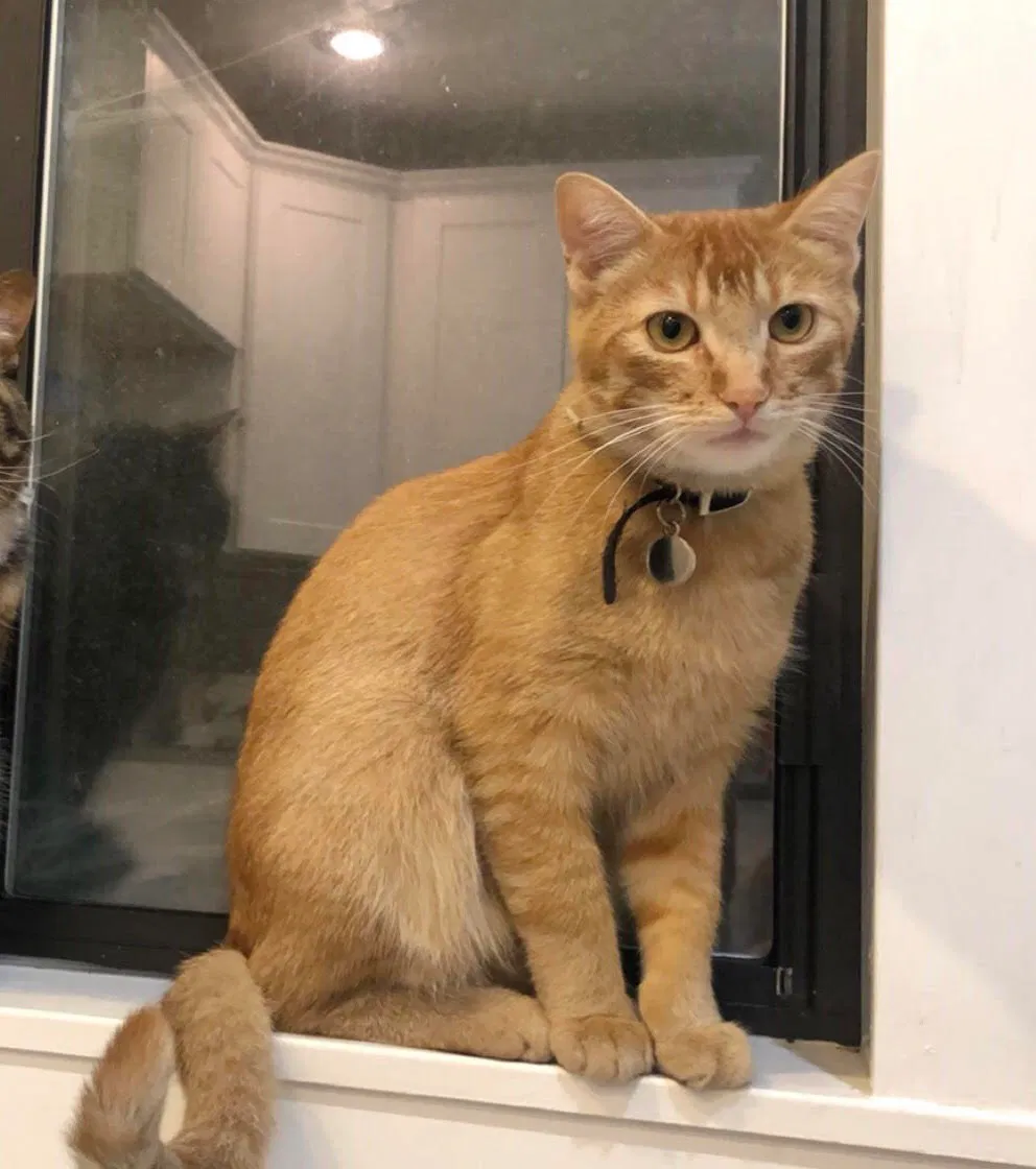 Lost cat in Salt Lake City, UT, 84116