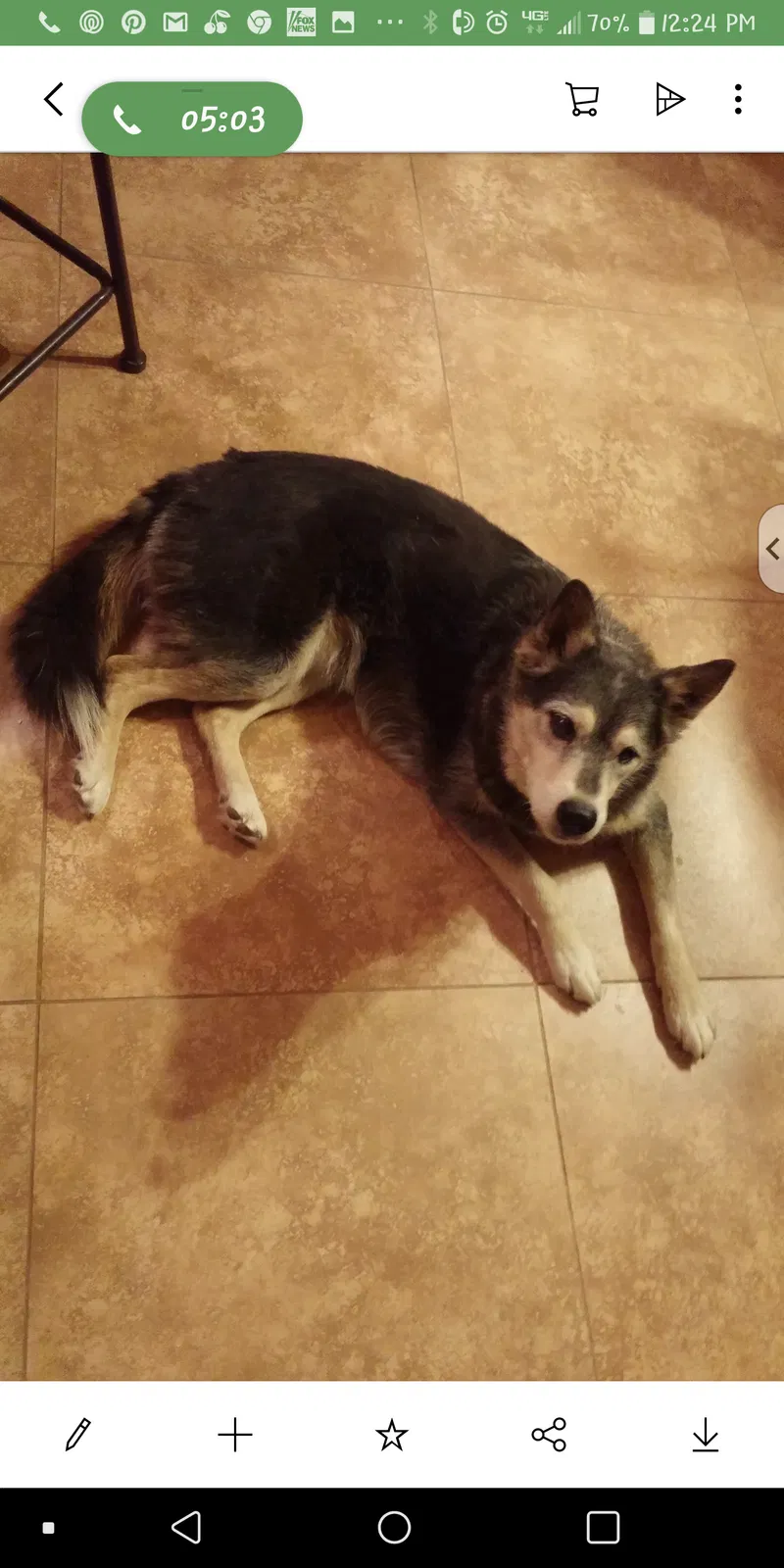 Lost dog in Tucson, AZ, 85735