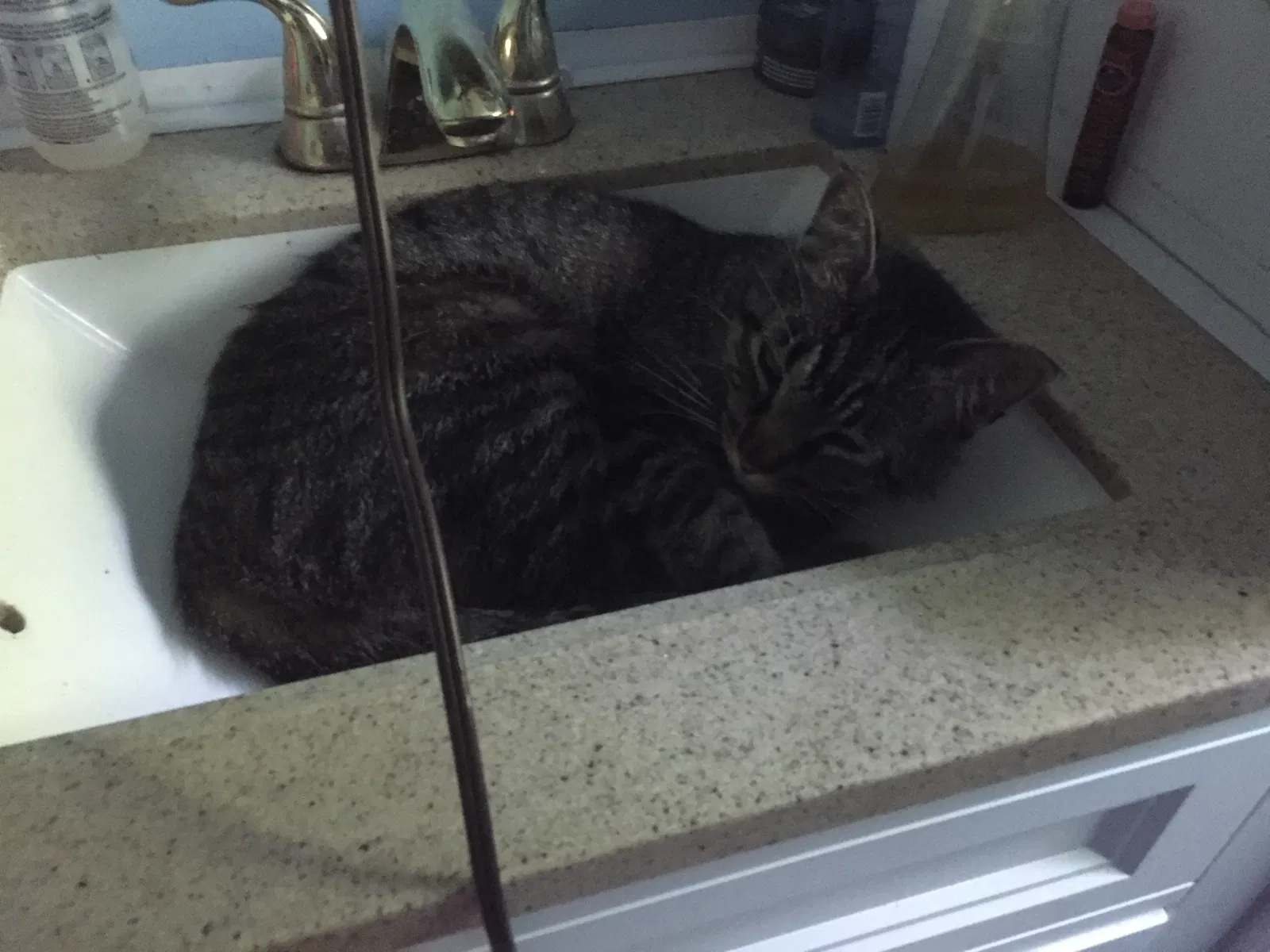 Lost cat in Kingsport, TN, 37660
