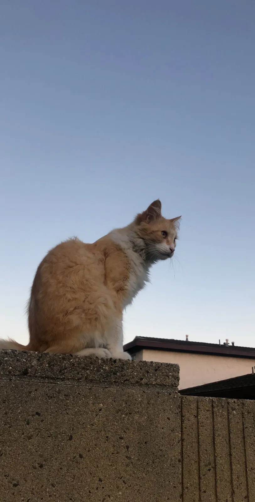 Lost cat in Huntington Beach, CA, 92648