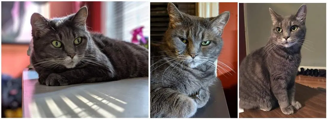 Lost cat in Philadelphia, PA, 19125