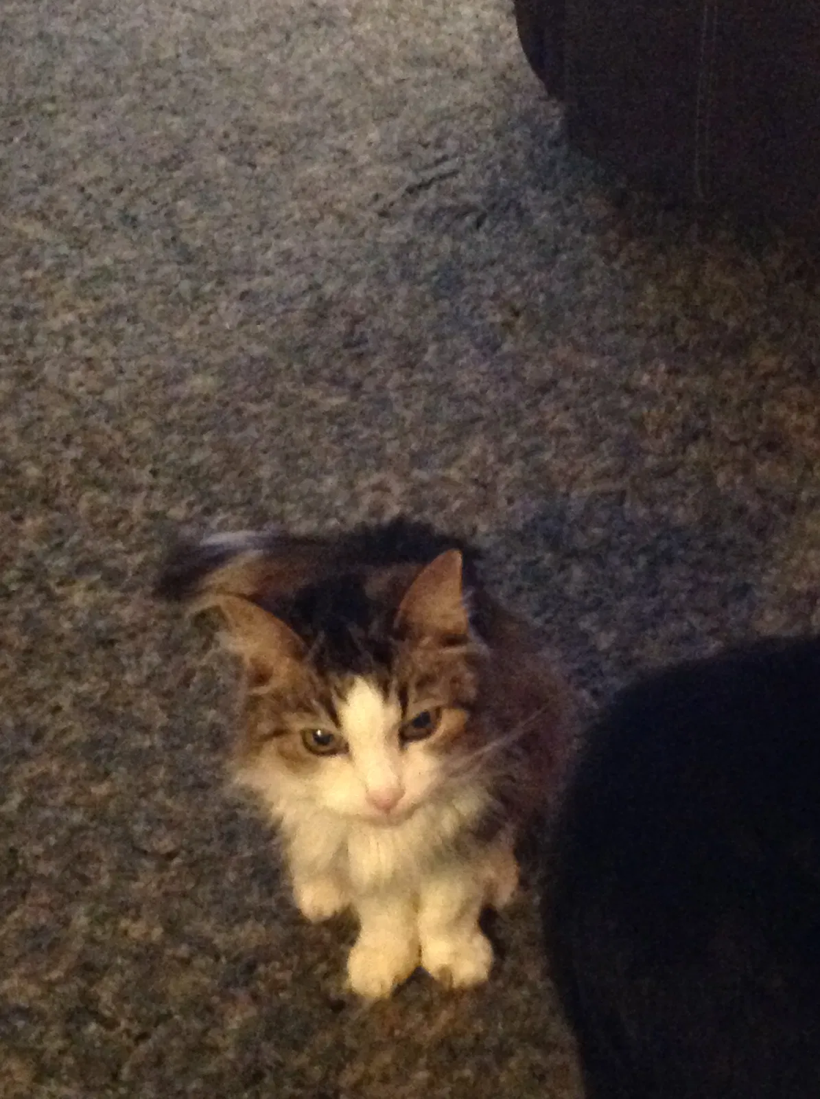 Lost cat in Toledo, OH, 43609