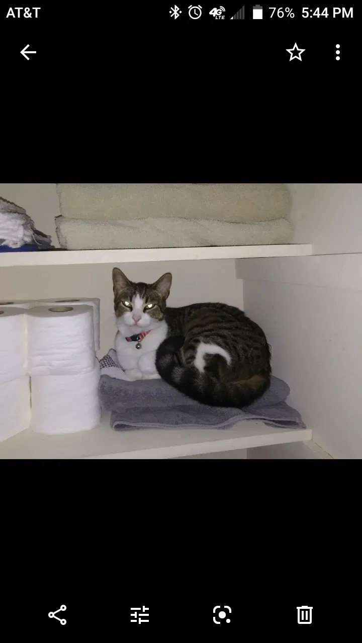 Lost cat in Julian, NC, 27283