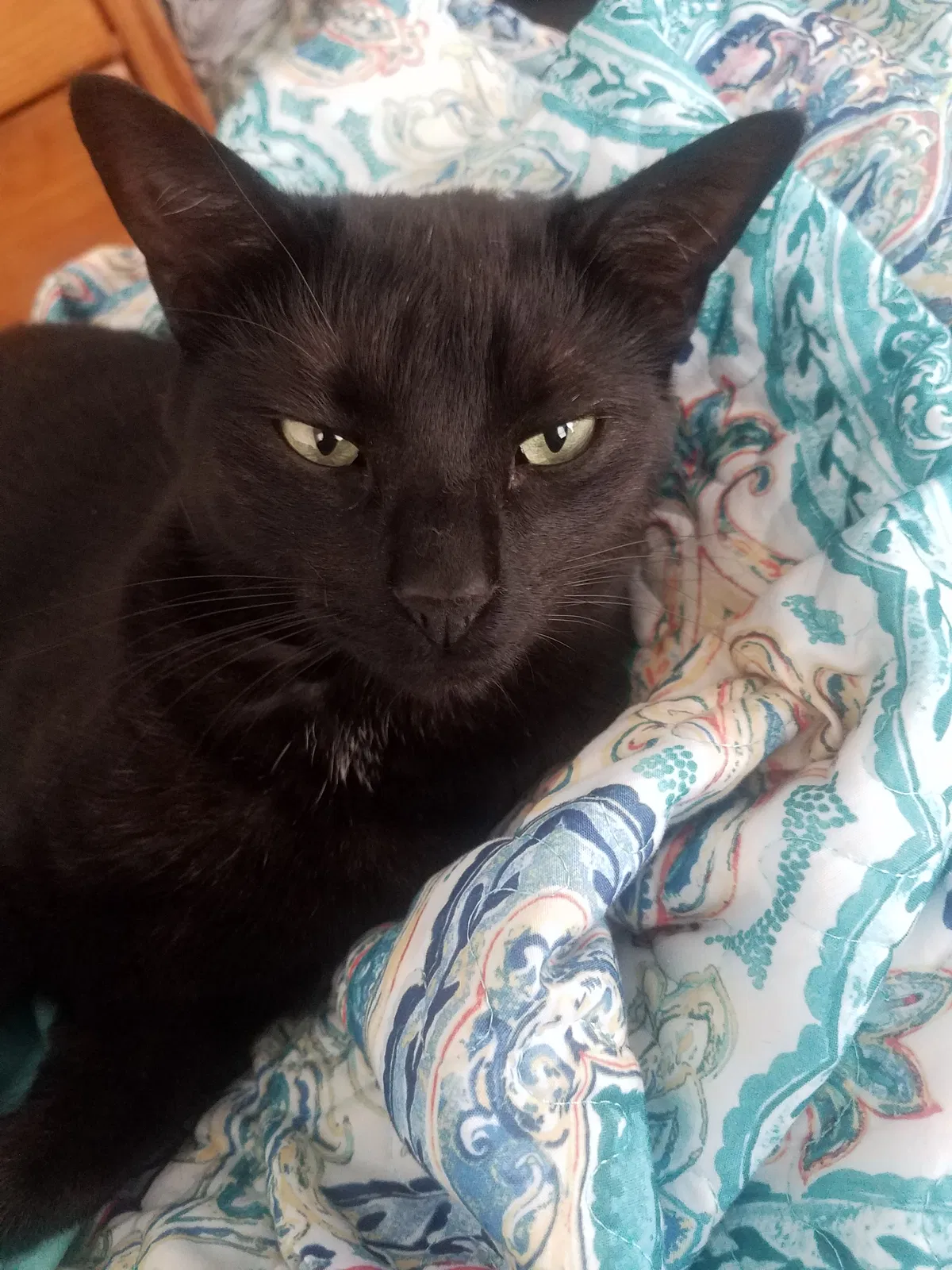 Lost cat in Albuquerque, NM, 87120