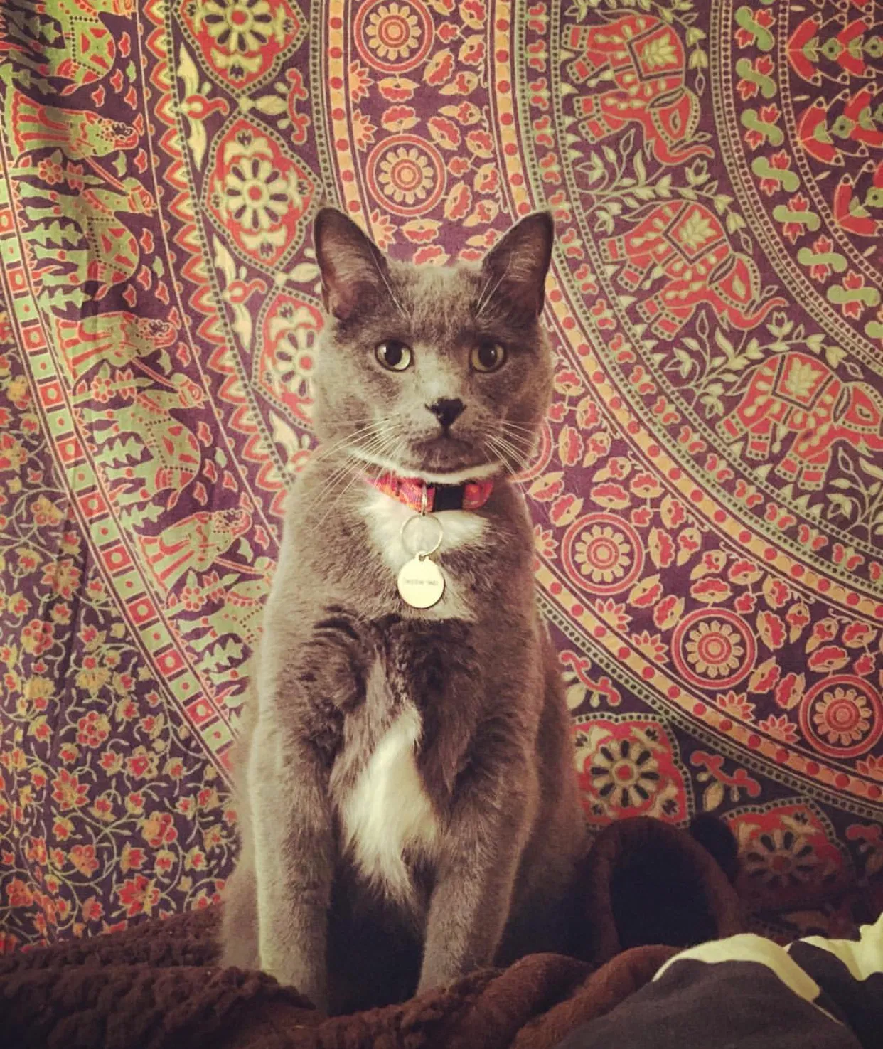 Lost cat in Durango, CO, 81303