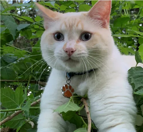 Lost cat in Austin, TX, 78749
