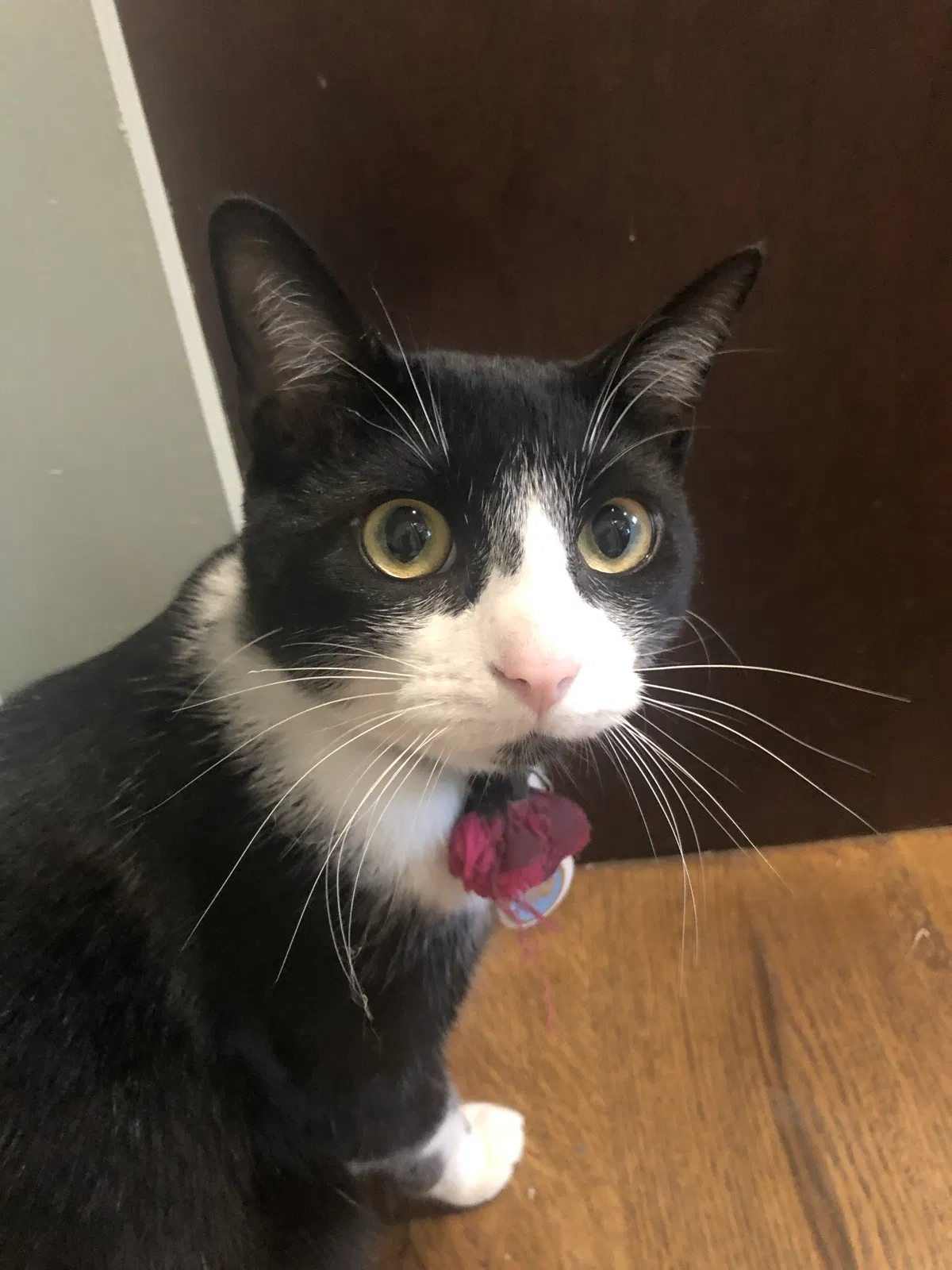 Lost cat in Murfreesboro, TN, 37128