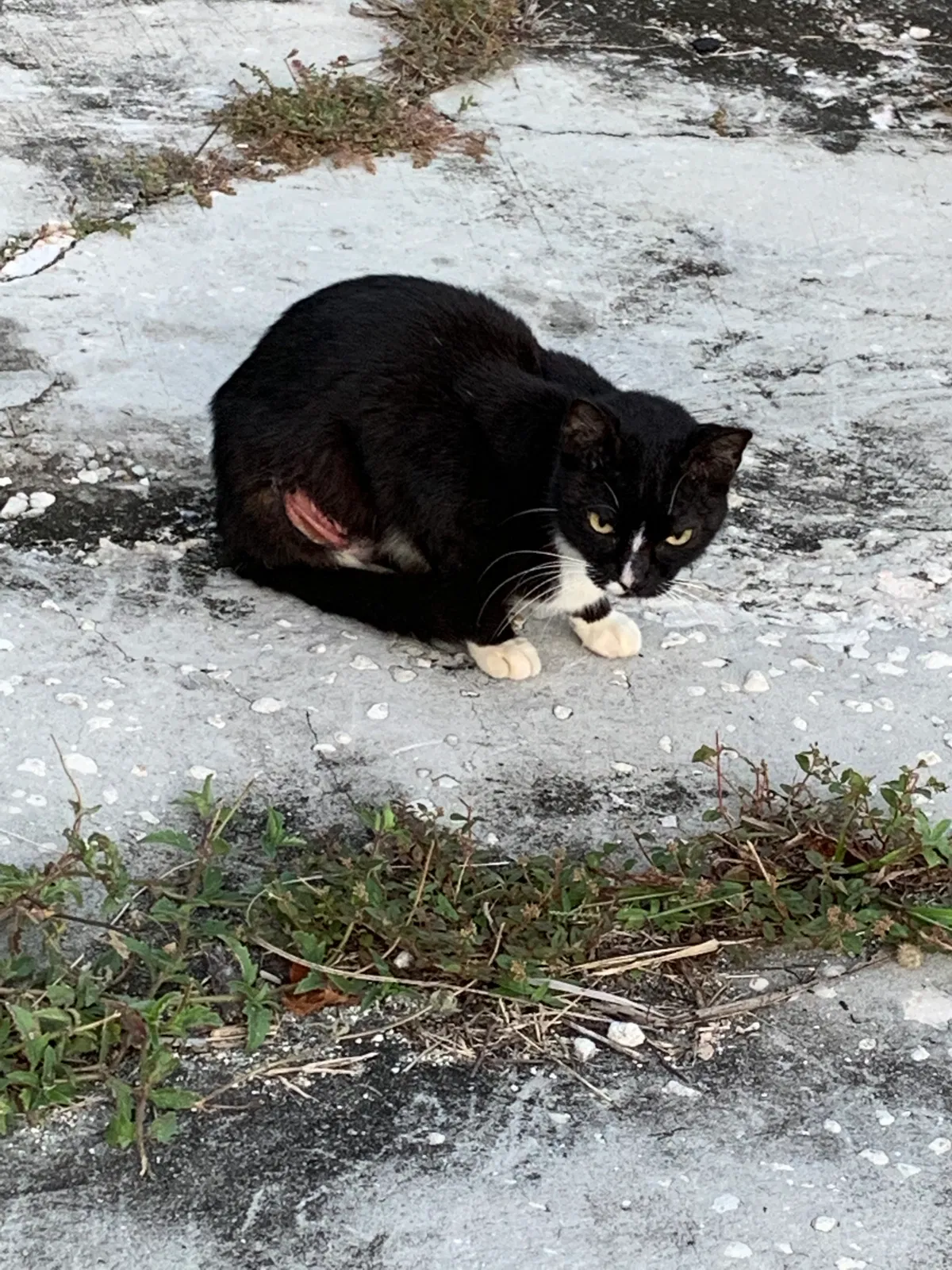 Found cat in Fort Lauderdale, FL, 33312
