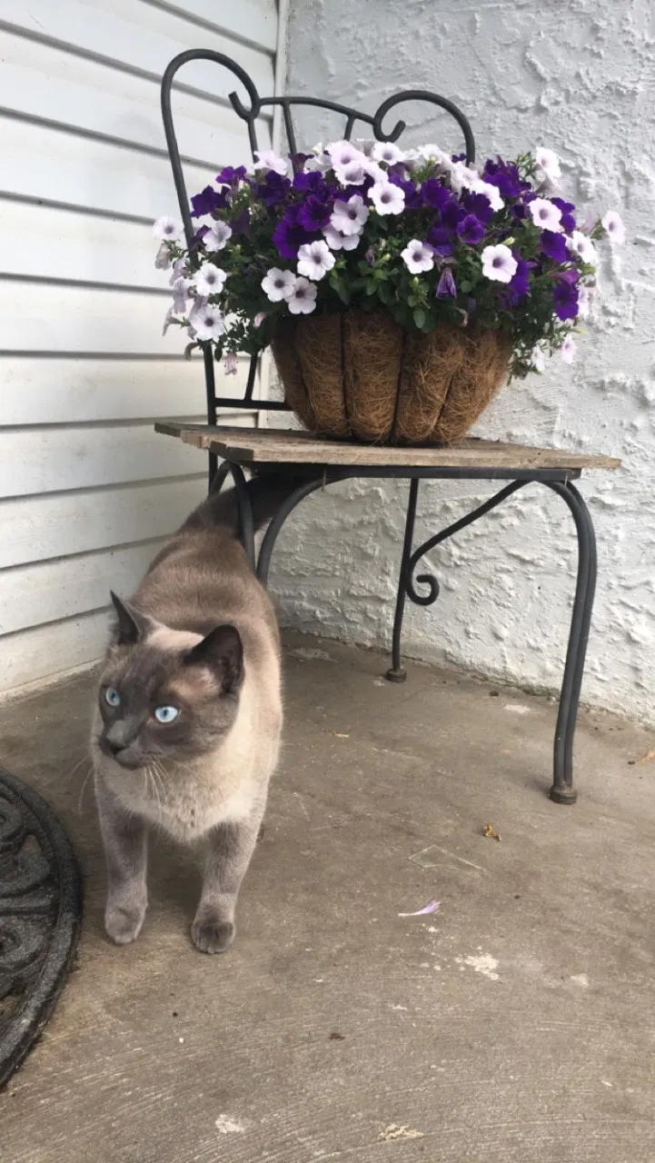 Lost cat in Bridgeport, PA, 19405