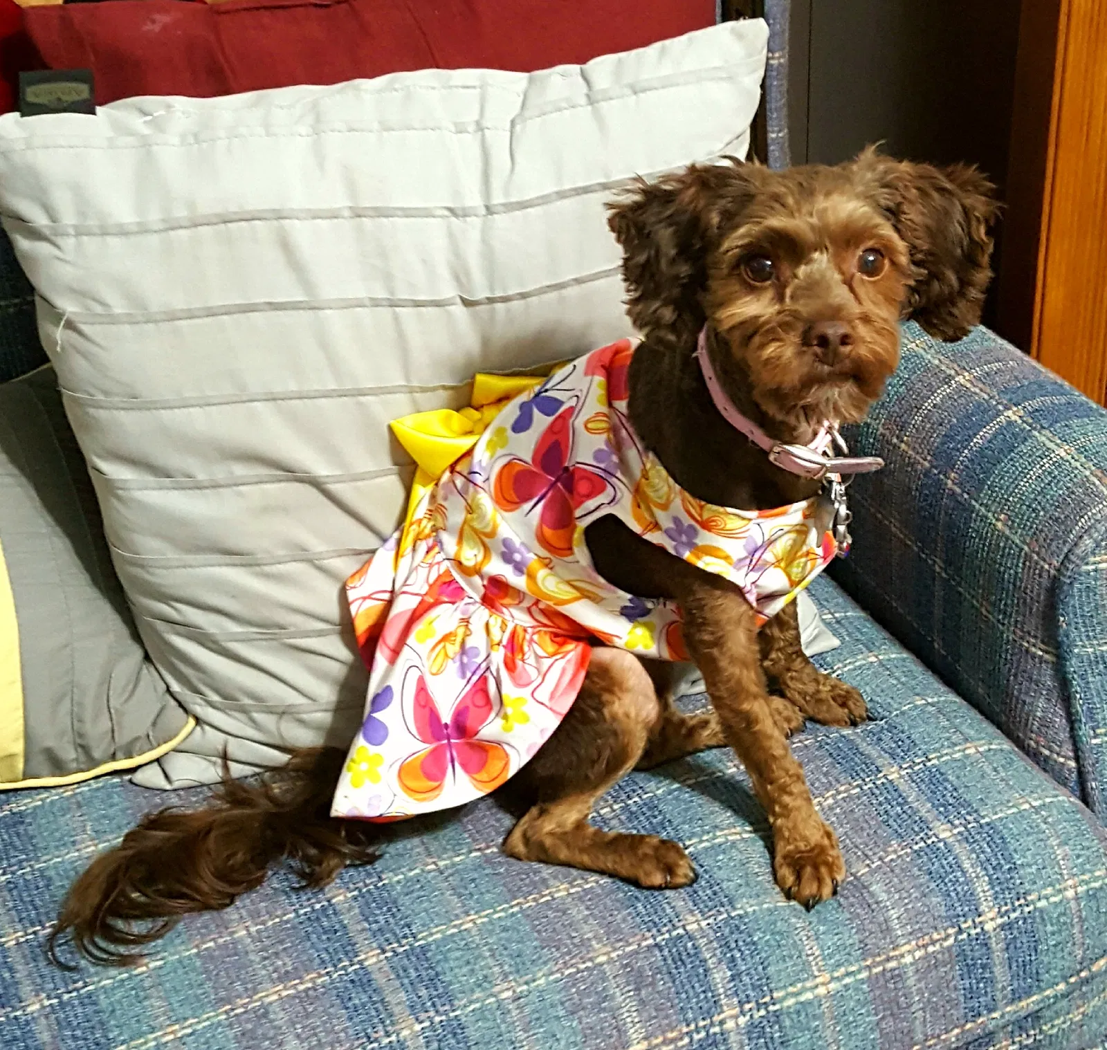 Lost dog in Paige, TX, 78659