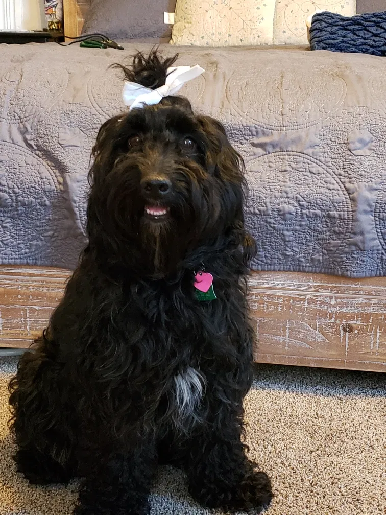Lost dog in Prospect, OH, 43342