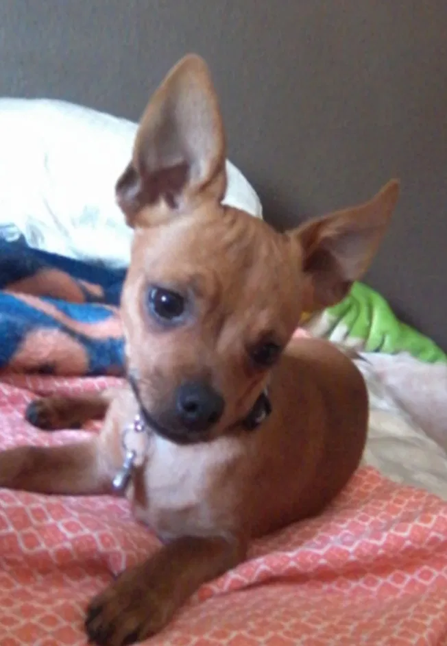 Lost dog in Aurora, CO, 80013