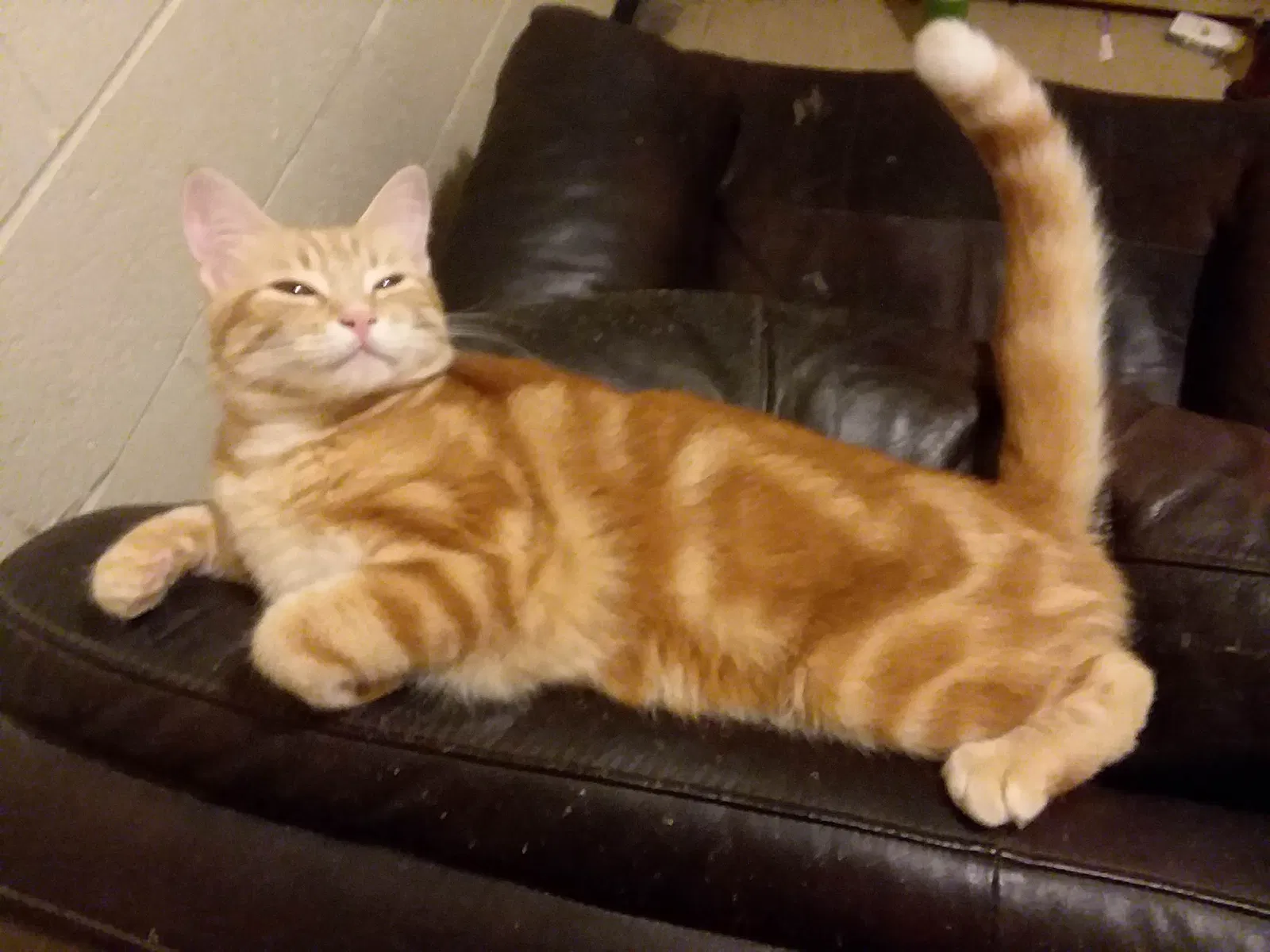 Lost cat in Fontana, CA, 92336