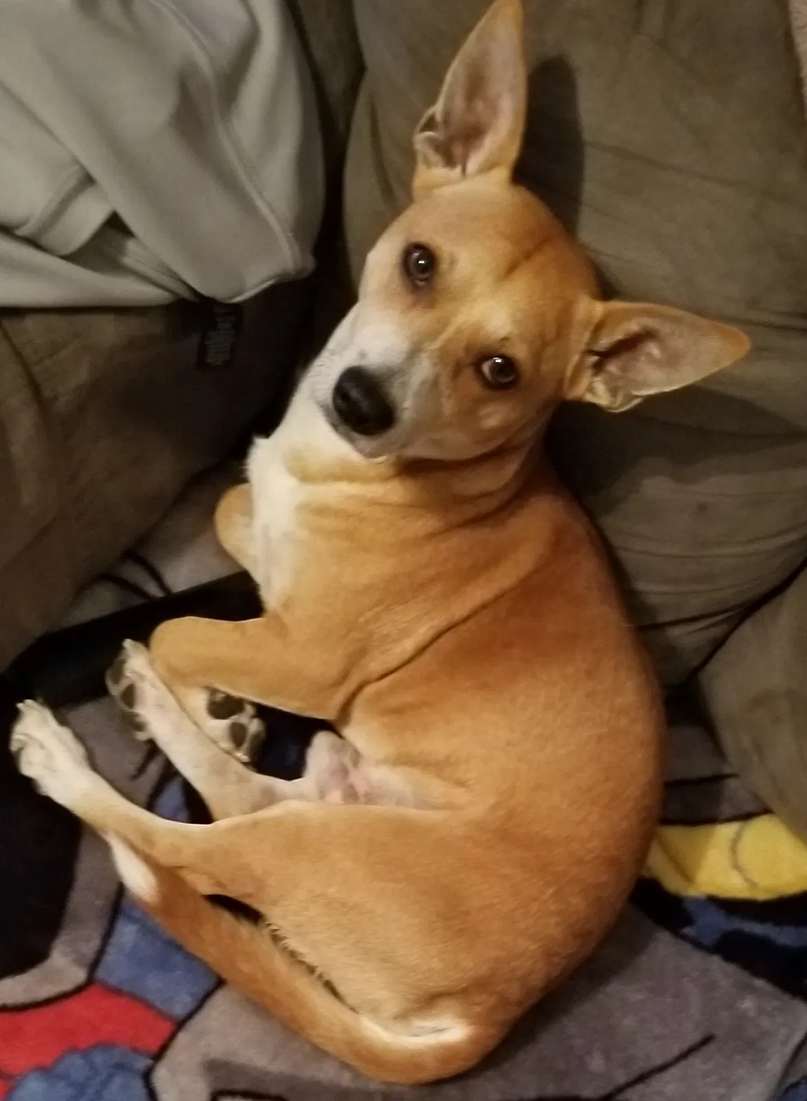 Lost dog in Baytown, TX, 77520