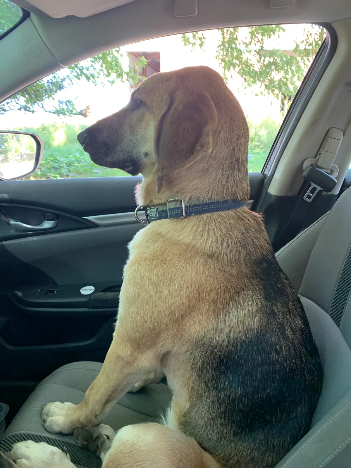 Lost dog in Mount Pleasant, IA, 52641