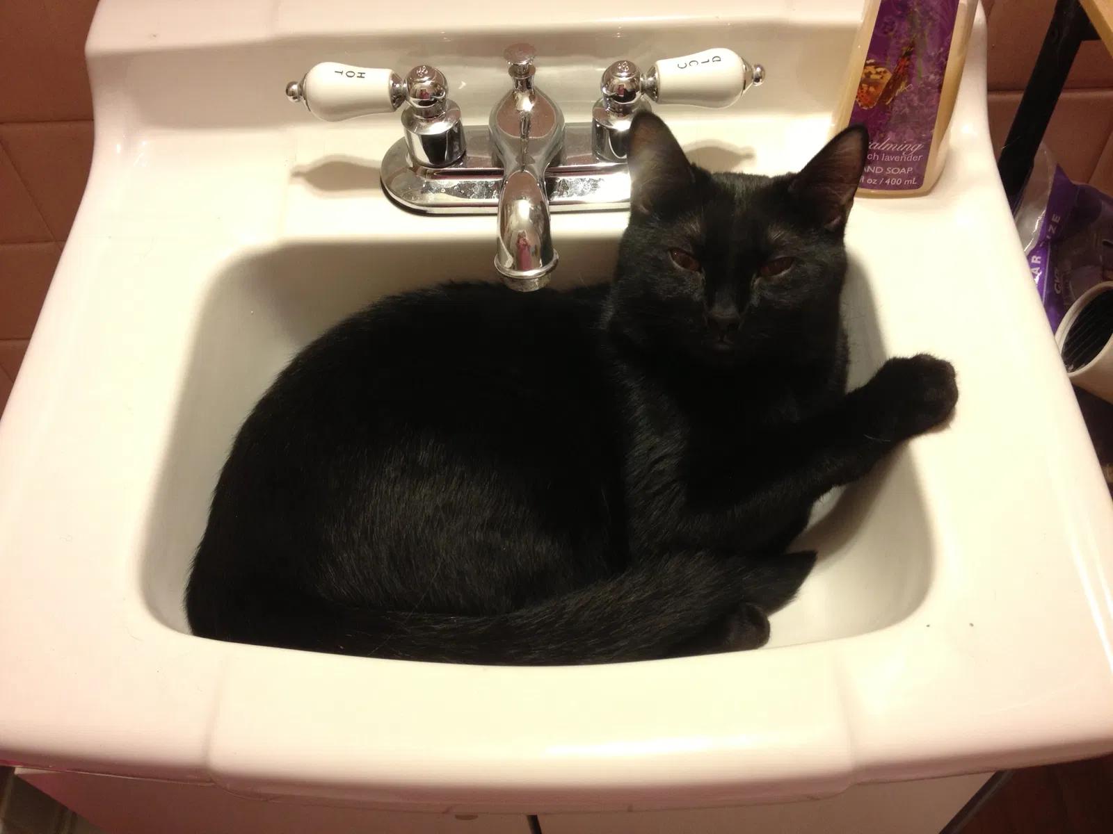 Lost cat in Romulus, MI, 48174