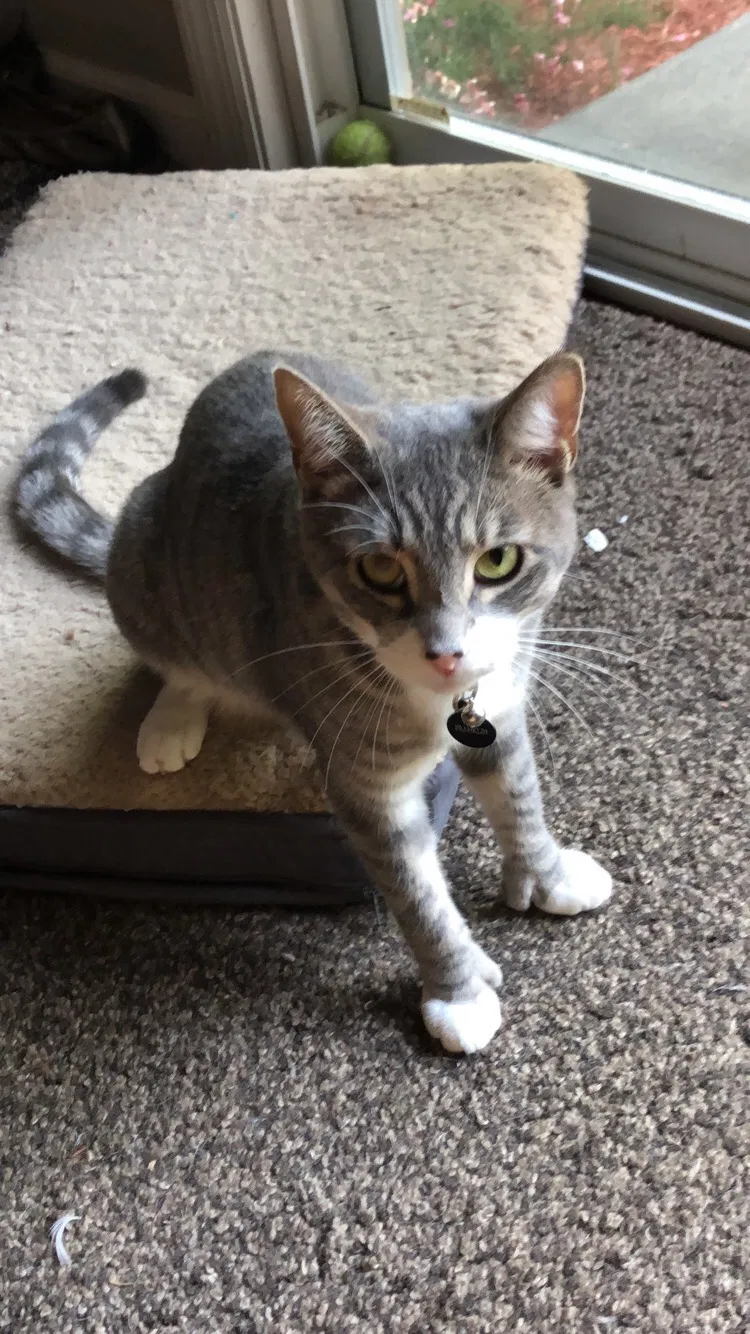 Lost cat in Marlboro, NJ, 7746