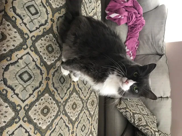 Lost cat in Cumming, GA, 30041