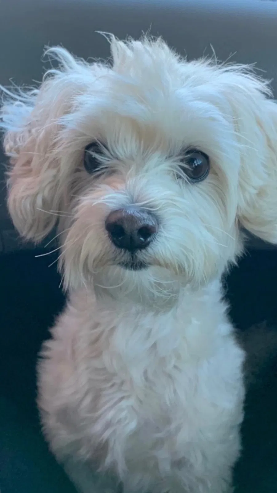 Lost dog in Orlando, FL, 32825