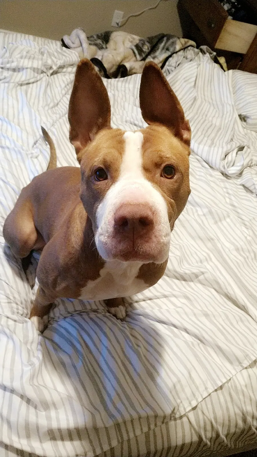 Lost dog in Tremonton, UT, 84337