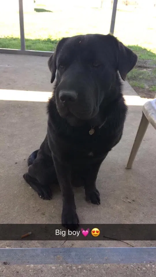 Lost dog in Hull, TX, 77564