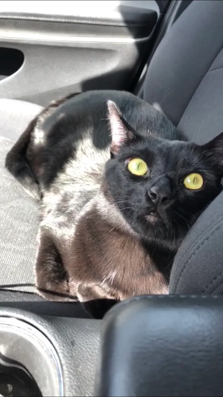 Lost cat in Torrance, CA, 90505