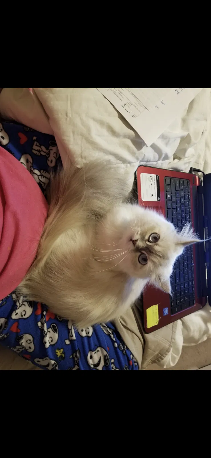 Lost cat in Kingwood, TX, 77339